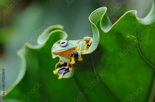 Fototapeta Naklejka Na Ścianę i Meble -  frog on a leaf, tree frog, flying frog,