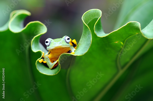 Fototapeta Naklejka Na Ścianę i Meble -  frog on a leaf, tree frog, flying frog,