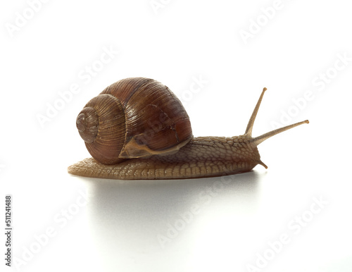 Helix pomatia.Grape snail isolated on white background. Macro shot.