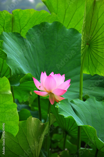 Blossoming lotus flower