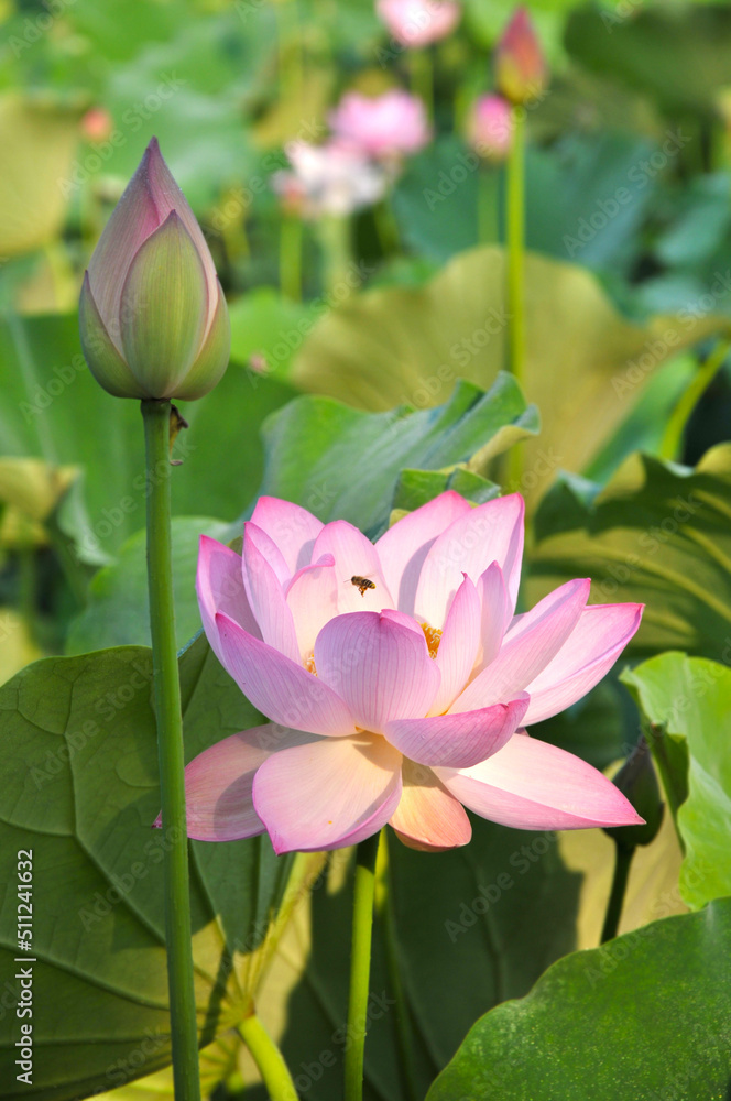 Obraz premium Blossoming lotus flower