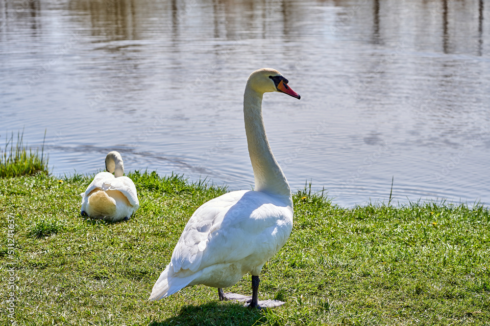 Obraz premium A pair of White swans on the green grass near the lake in the park. Sunny day.