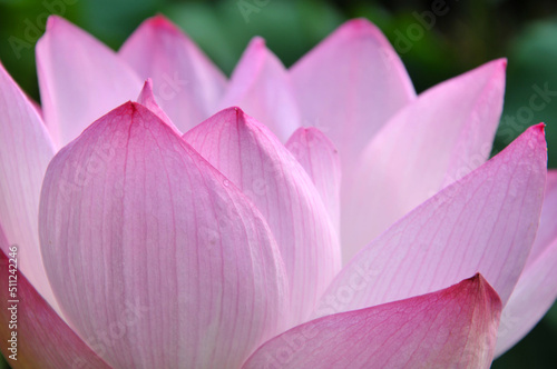 Blossoming lotus flower