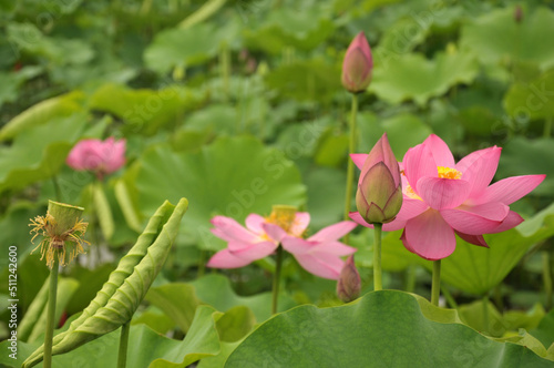 Blossoming lotus flower