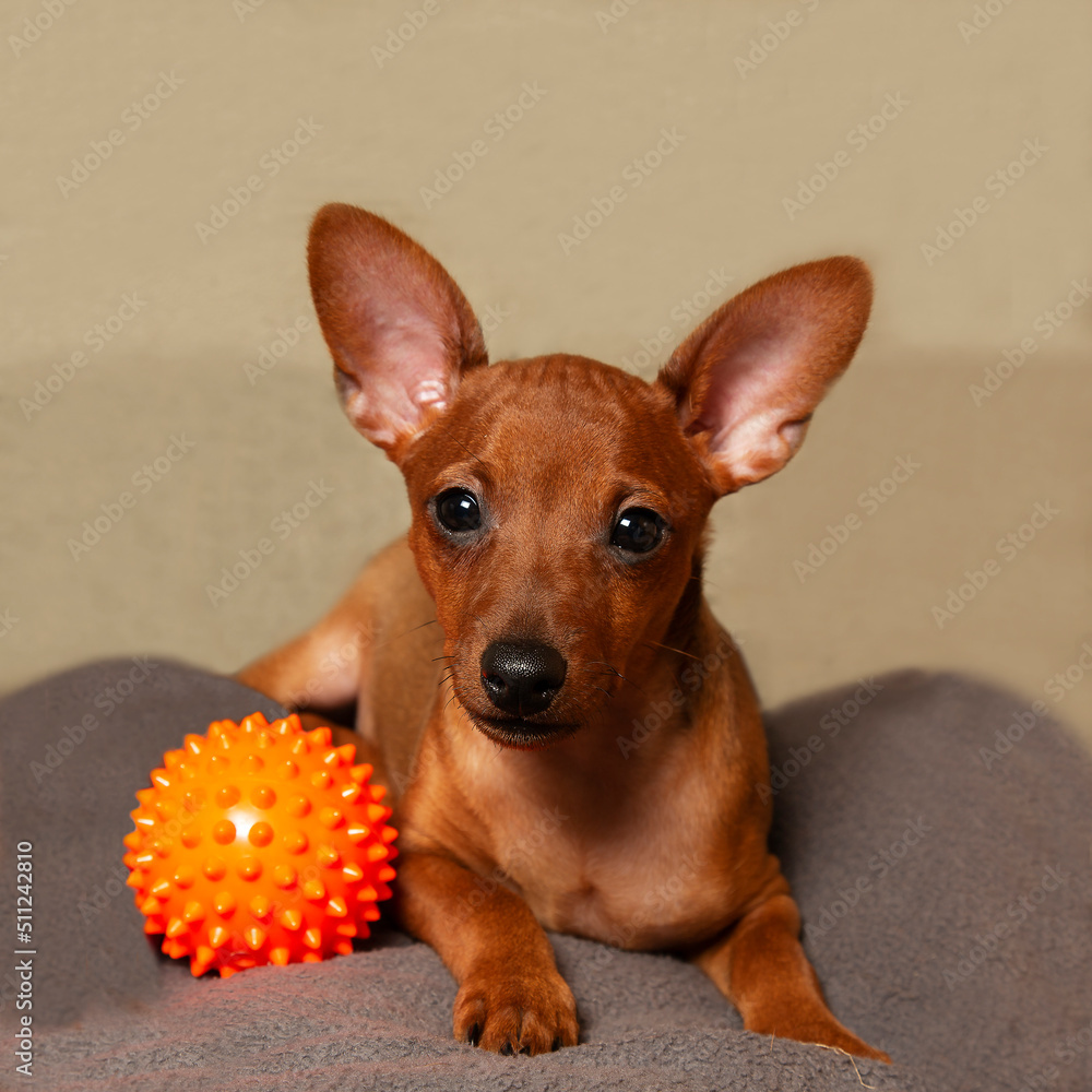 A playful puppy with a ball. 