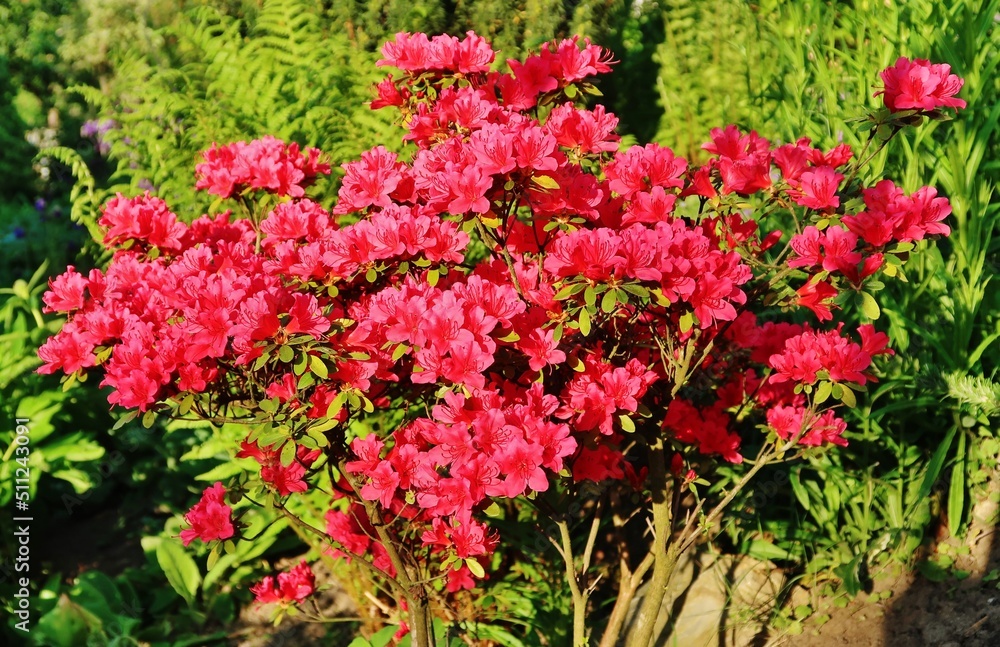 Rhododendron in voller Blüte