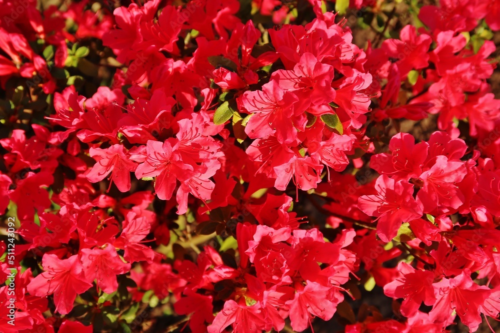 Rhododendron in voller Blüte Rhododendron in voller Blüte