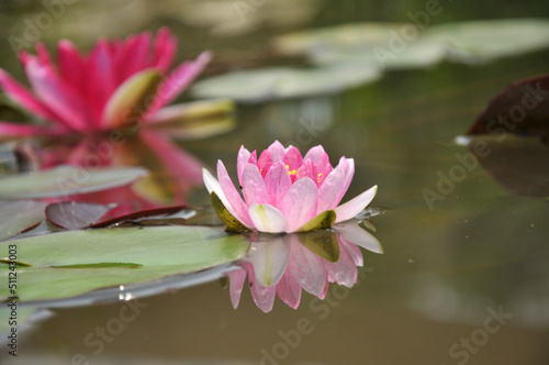 Blossoming waterlily flowers