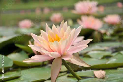 Blossoming waterlily flowers