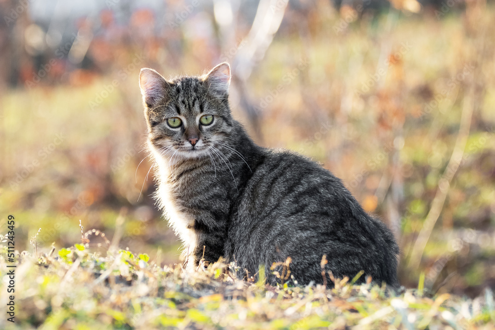 Young striped cat with a close look in the garden on a blurred background Young striped cat with a close look in the garden on a blurred background