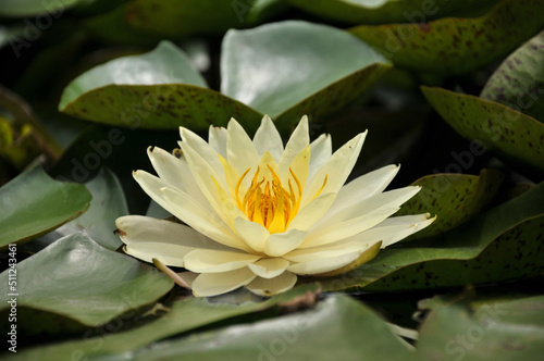 Blossoming waterlily flowers