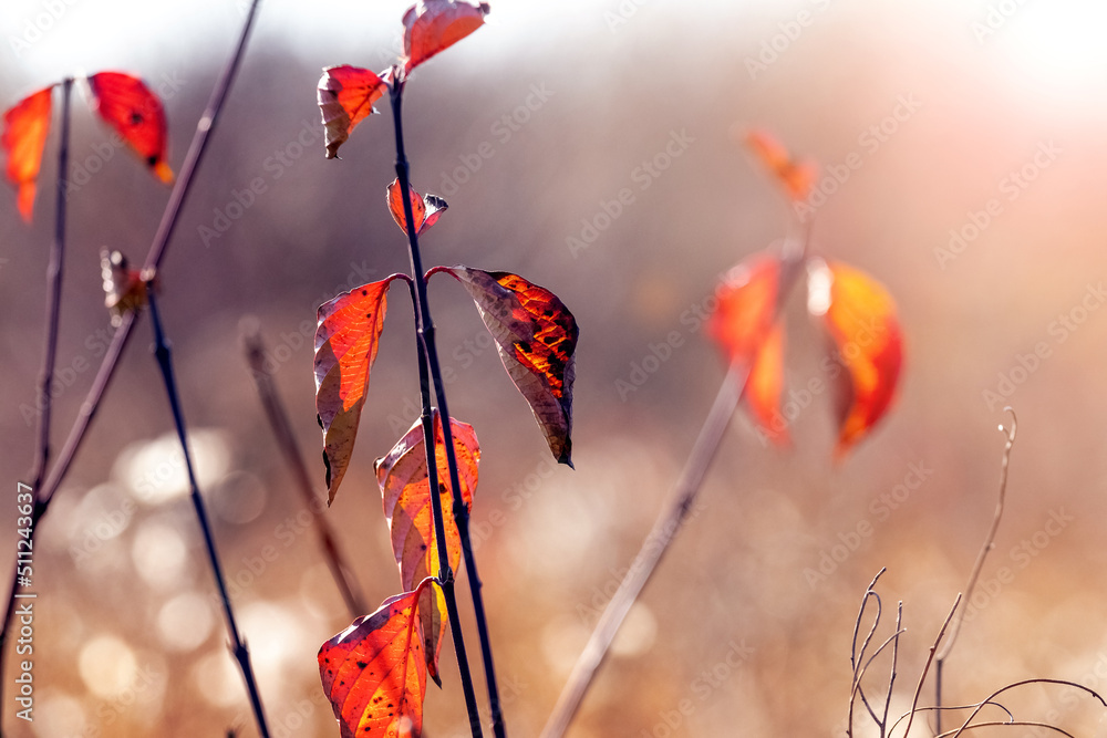 Obraz premium Red dry autumn leaves on tree branches in the forest on a blurred background in sunny weather