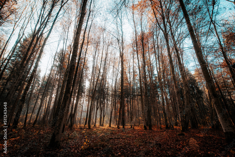 Obraz premium Wald