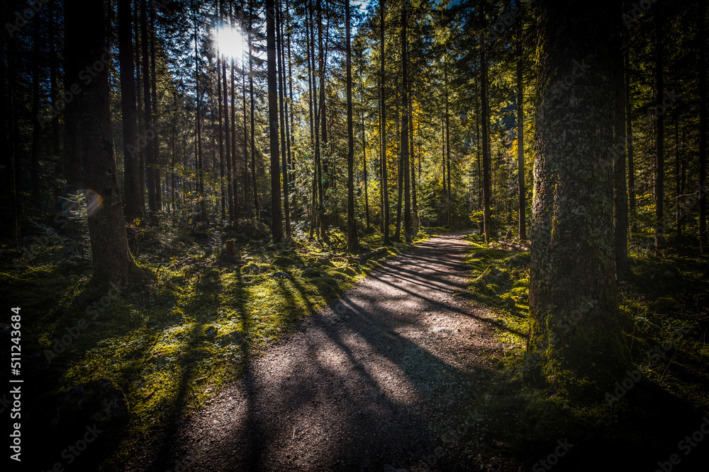 Fototapeta premium Wald