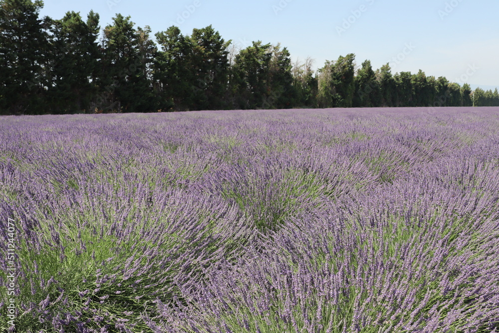 Obraz premium Champs de Lavande en Provence