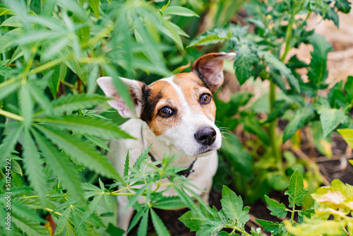 Wall Mural training of service dogs to search for cannabis plants