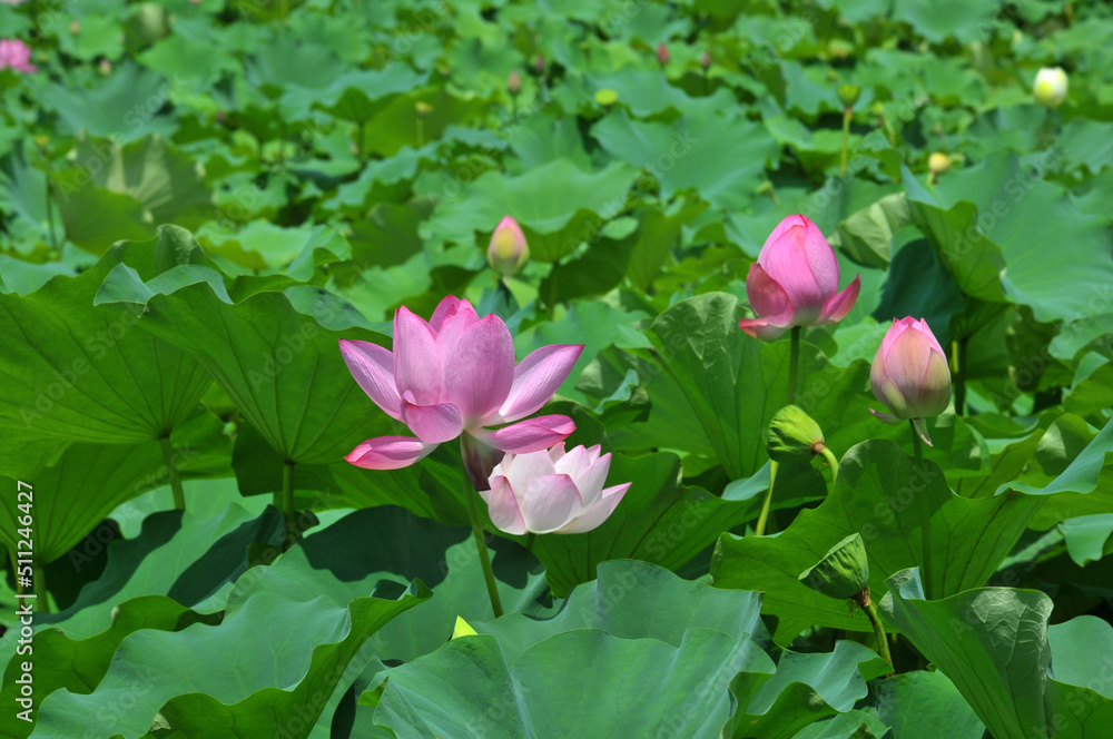 Blossoming lotus flower