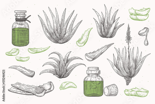 Set of hand drawn cut leaves and aloe vera bush, gel jar. Medical cosmetic plant for skin care. Design element for cosmetics, medicine. Vector illustration in engraving style.