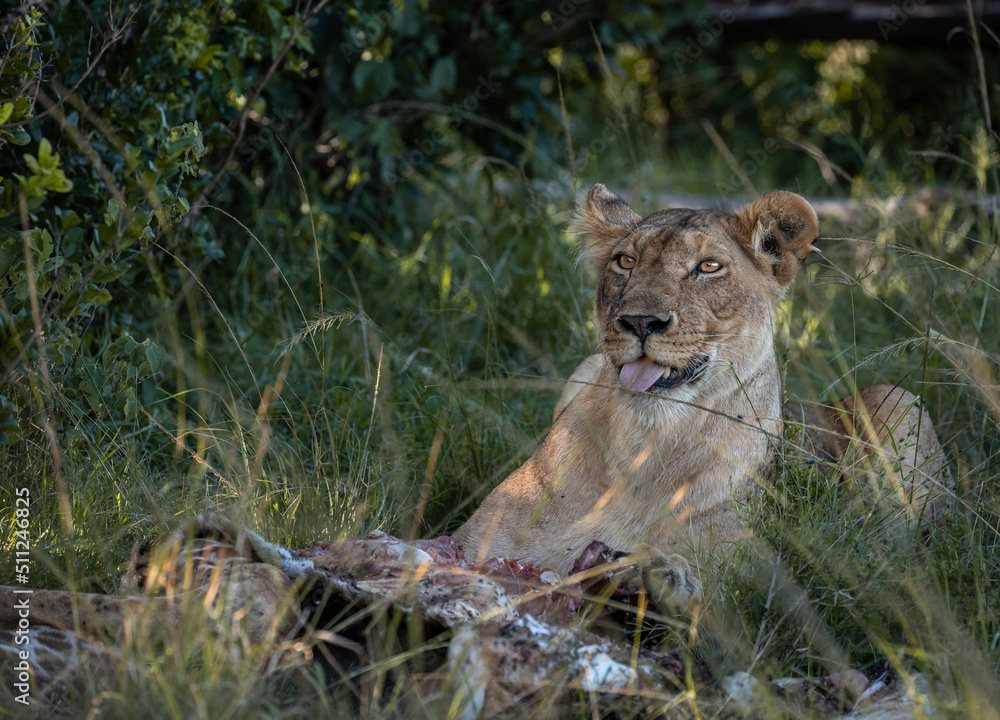 Obraz premium Lions of Kenya - Wildlife photographs from Maasai Mara National Reserve, Kenya