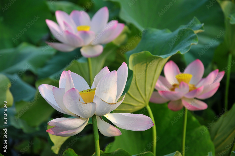 Blossoming lotus flower Blossoming lotus flower