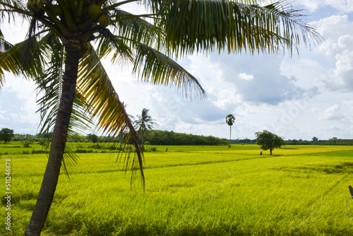  Coconut trees and golden rice fields bloom beautifully in the Thai countryside
