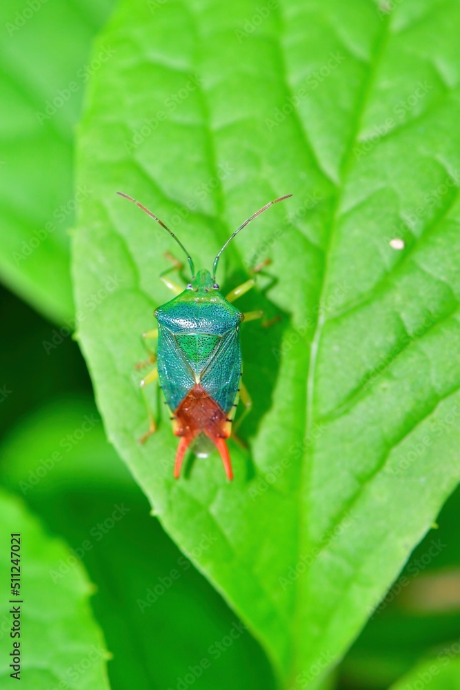 おもちゃのような鮮やかな緑色と形をした昆虫、ヒメハサミカメムシ おもちゃのような鮮やかな緑色と形をした昆虫、ヒメハサミカメムシ