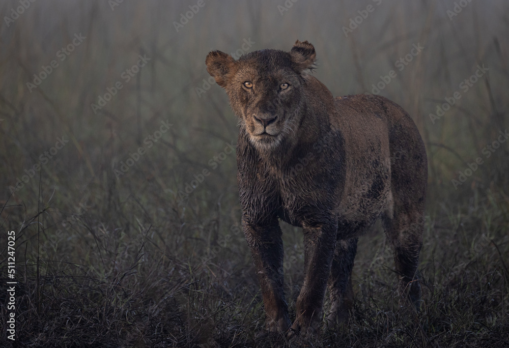Fototapeta premium Lions of Kenya - Wildlife photographs from Maasai Mara National Reserve, Kenya