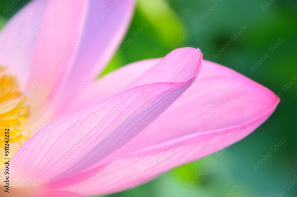 Blossoming lotus flower