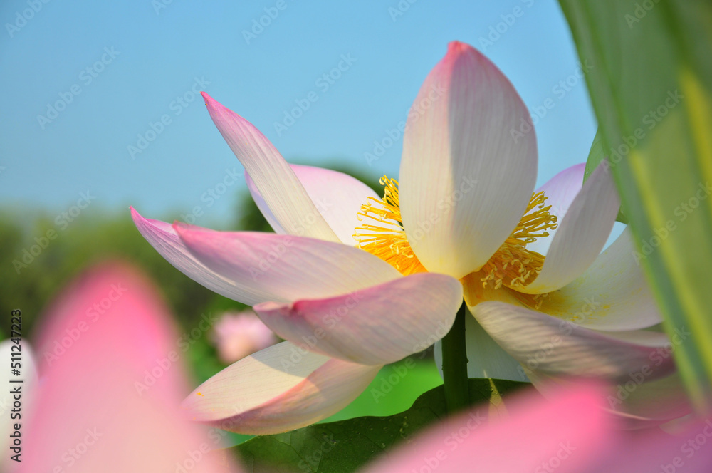 Fototapeta premium Blossoming lotus flower