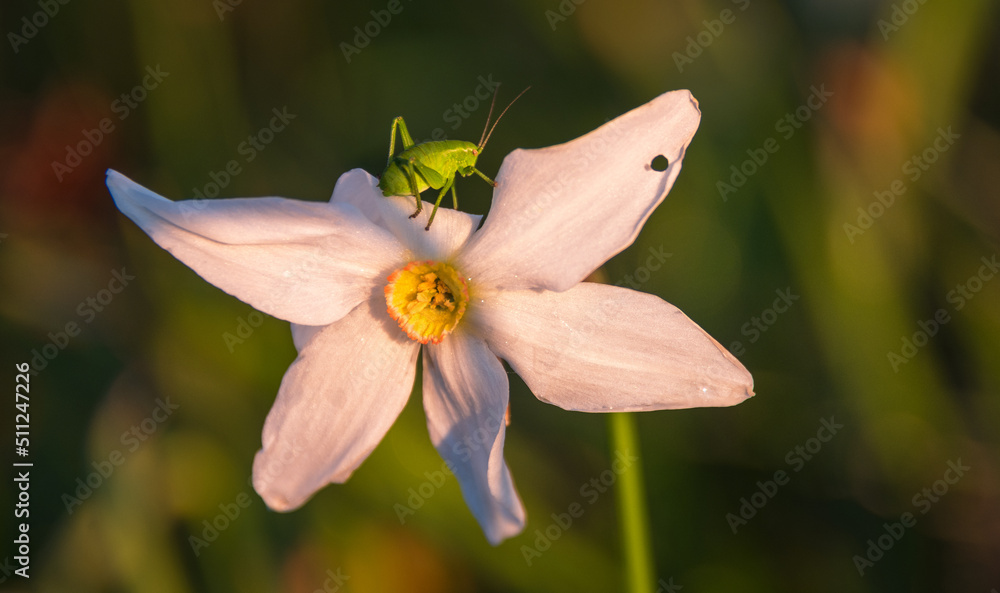 Grasshopher on a spring flower Grasshopher on a spring flower