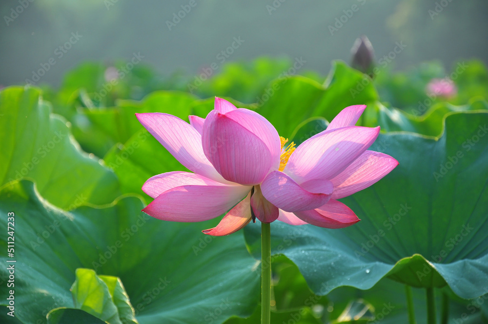 Blossoming lotus flower Blossoming lotus flower