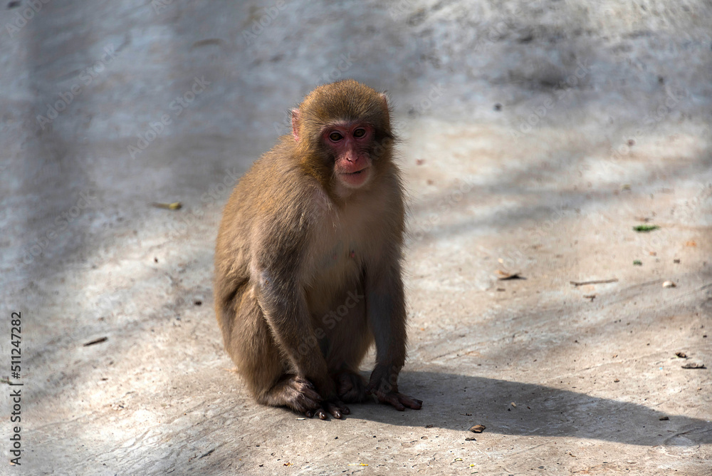 Japanese macaque (Macaca fuscata). Japanese macaques have a well-developed ability to observe and imitate, useful habits that help them survive Japanese macaque (Macaca fuscata). Japanese macaques have a well-developed ability to observe and imitate, useful habits that help them survive