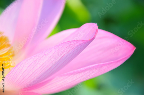 Blossoming lotus flower