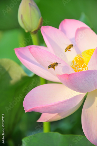 Blossoming lotus flower