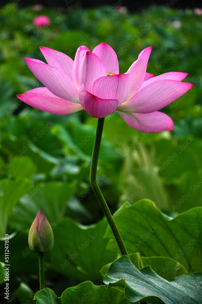 Obraz premium Blossoming lotus flower