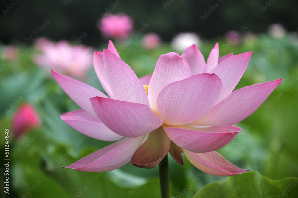 Blossoming lotus flower