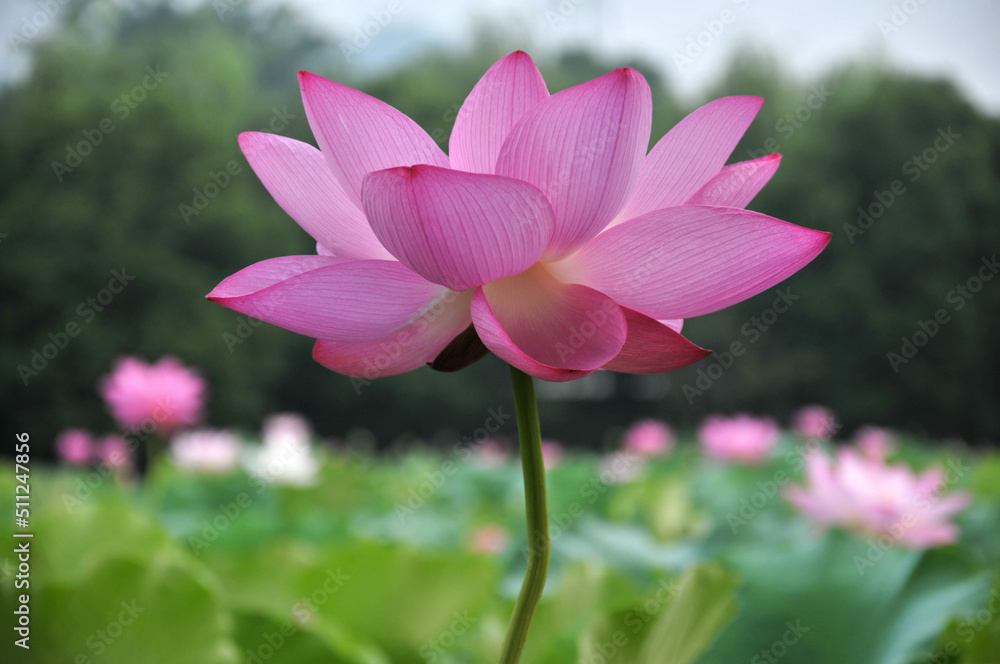 Blossoming lotus flower Blossoming lotus flower