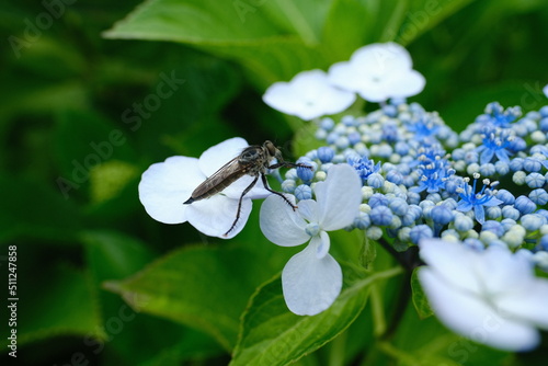 あじさい Hydrangea