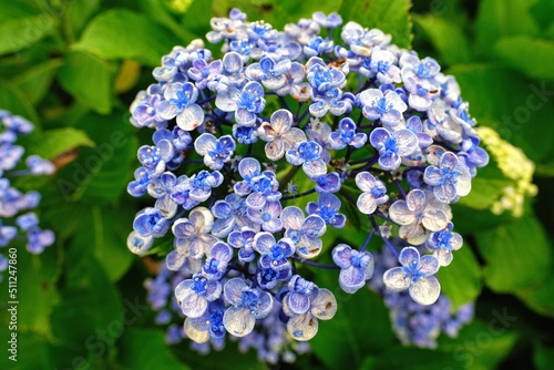 あじさい Hydrangea