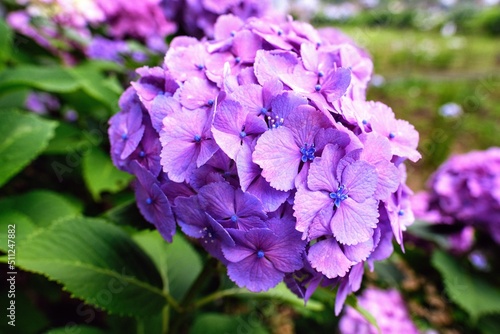 あじさい Hydrangea