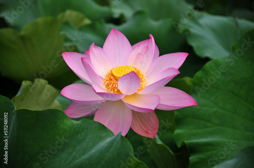 Blossoming lotus flower