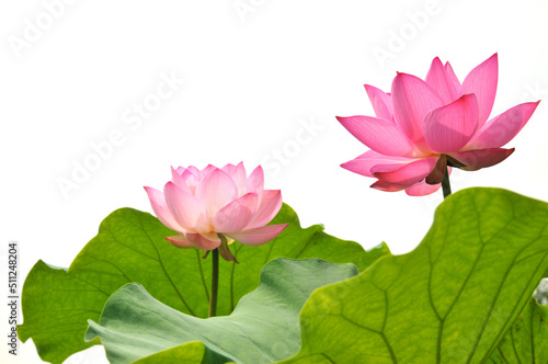 Blossoming lotus flower