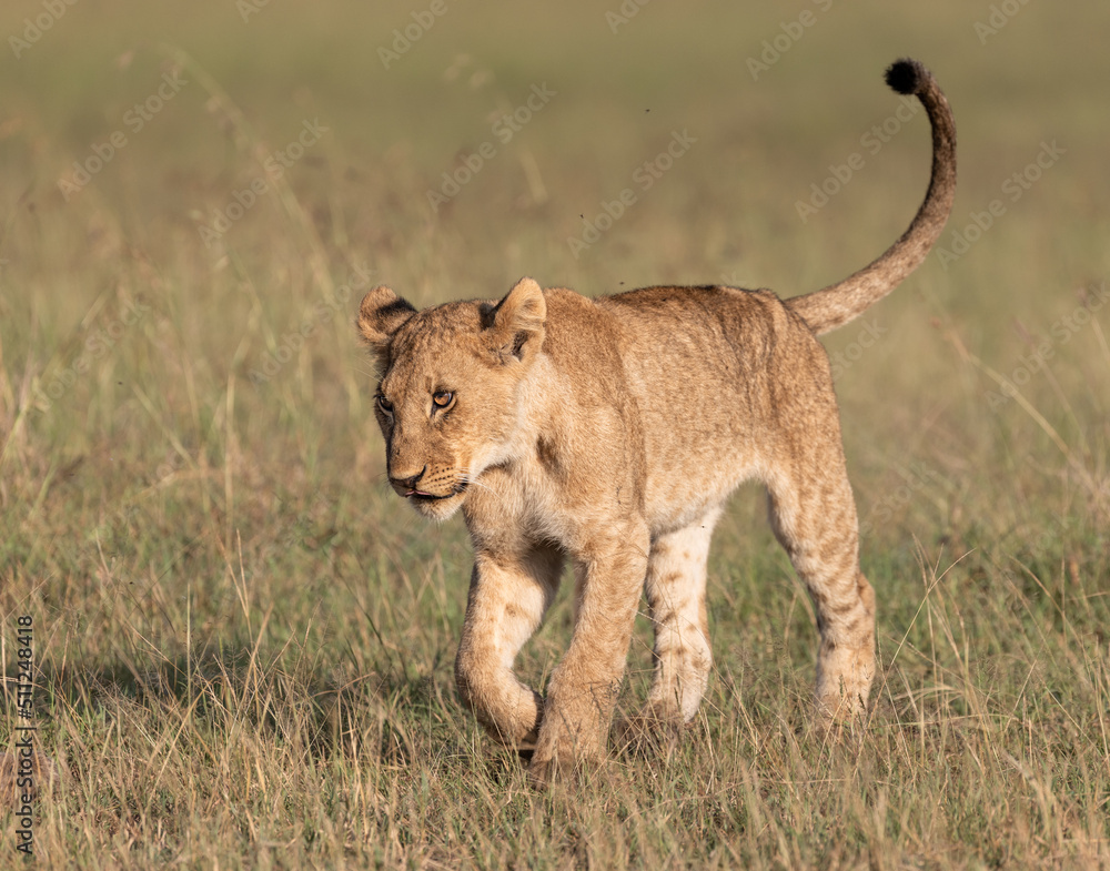 Naklejka premium Lions of Kenya - Wildlife photographs from Maasai Mara National Reserve, Kenya