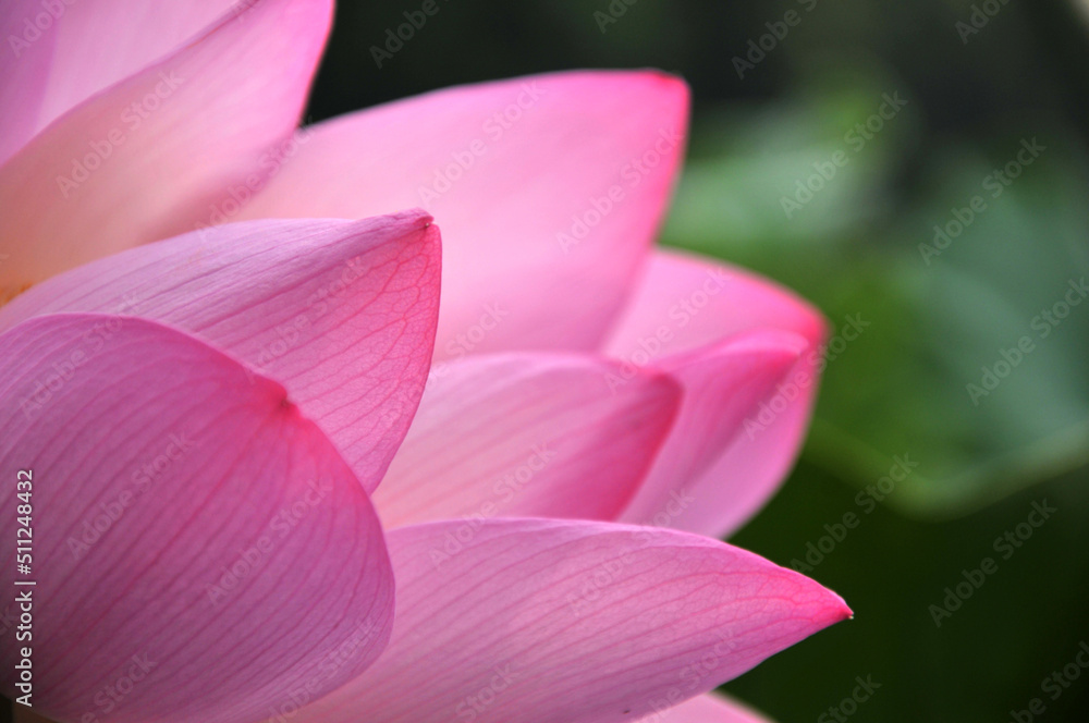 Blossoming lotus flower