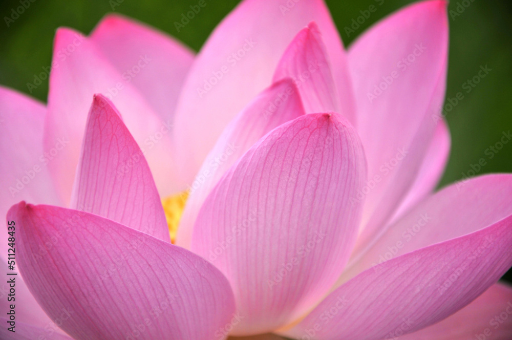 Blossoming lotus flower