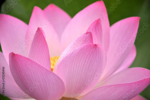 Blossoming lotus flower