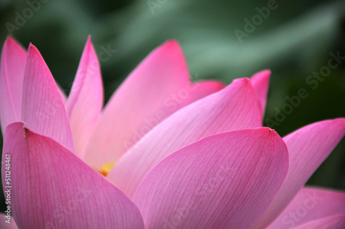 Blossoming lotus flower