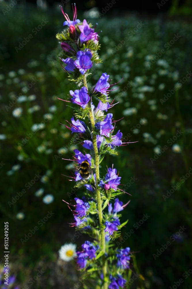 Common viper's bugloss on a blooming meadow in June Common viper's bugloss on a blooming meadow in June