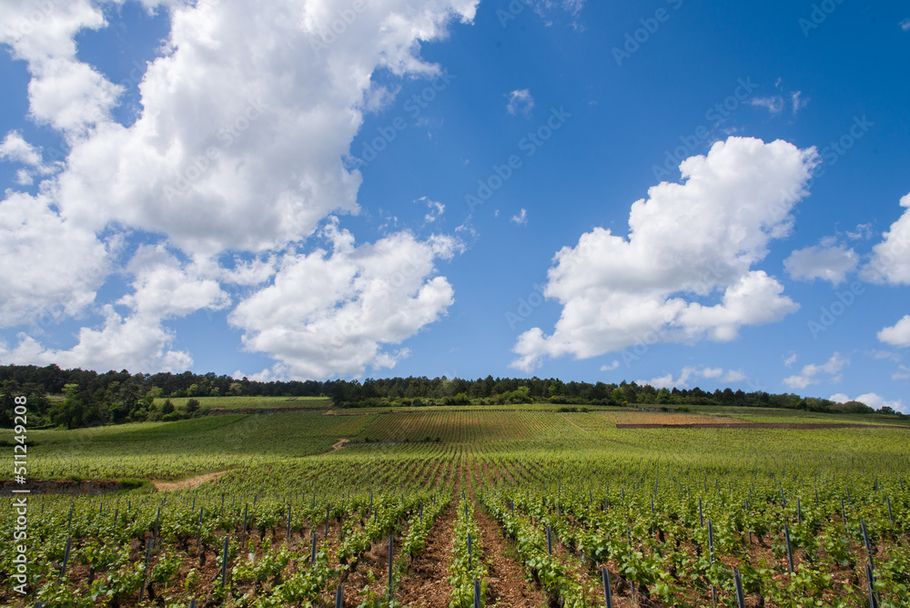 Le vignoble de Beaune. Des vignes de Bourgogne au printemps. Un paysage de vignes. Un vignoble en Côte-d'Or.