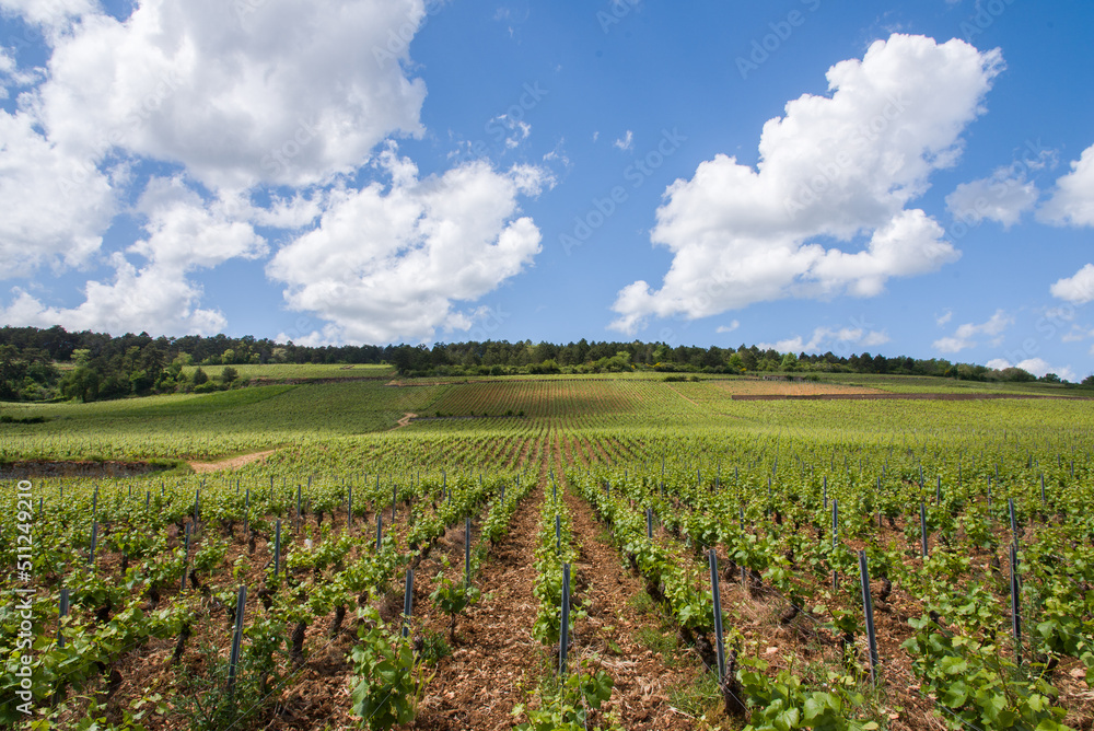 Le vignoble de Beaune. Des vignes de Bourgogne au printemps. Un paysage de vignes. Un vignoble en Côte-d'Or.